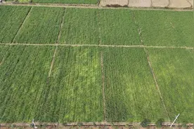 襄阳谷城庙滩镇小河村：茭白喜迎丰收 奏响致富“茭”响曲图片