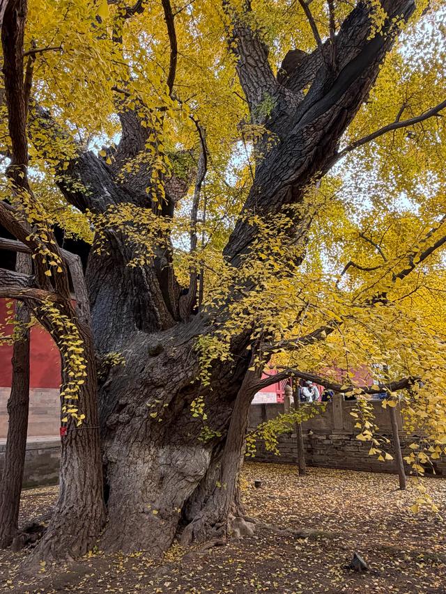 甘撒金缕苒秋寰