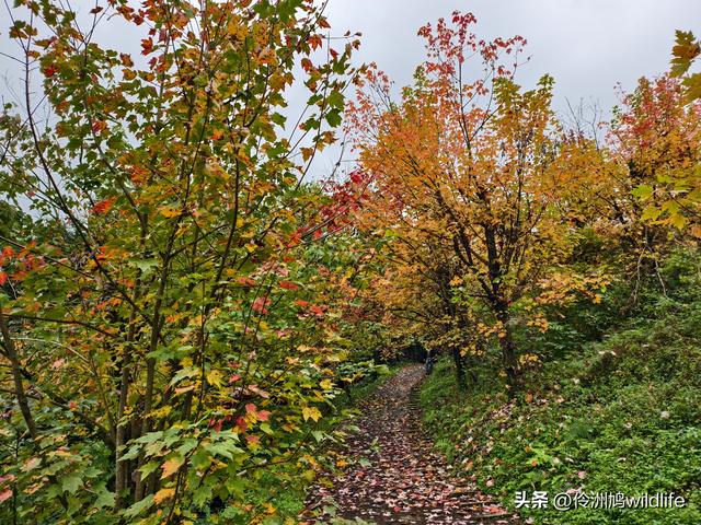 四川行(73)什邡红枫岭徒步到钟鼎寺