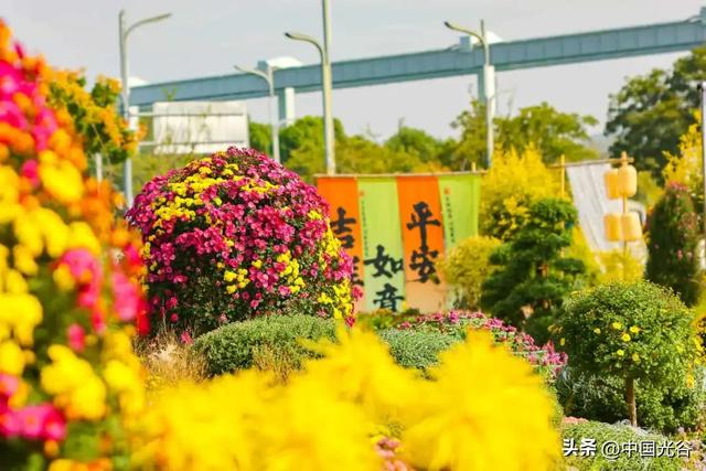 光谷菊展今起在鸡公山公园举行,各色“顶流”争奇斗艳等你打卡,持续至11月30日