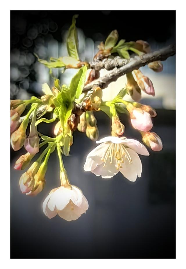 【夏云】早春三月，樱你而美——静安雕塑公园赏花记