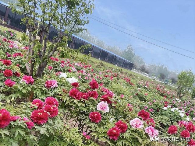 菏泽冠宇牡丹园：从“小种植园”到“大产业圈”的3A巨变