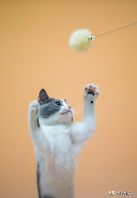猫咪互动游戏大放送