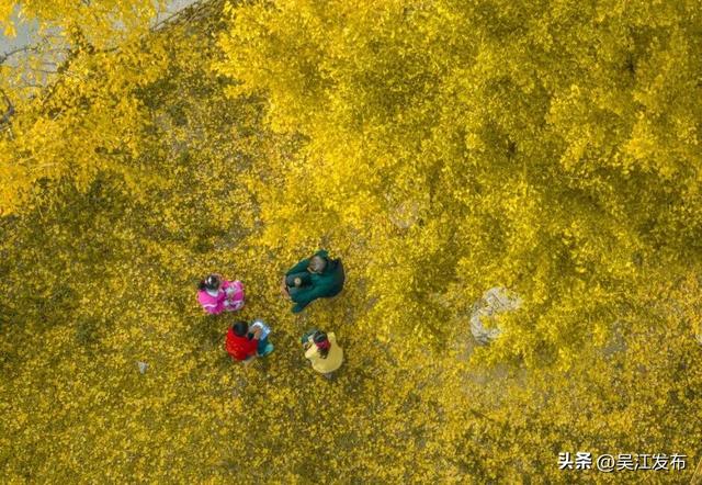 周末去打卡丨“杏”会！颜值高峰来了！