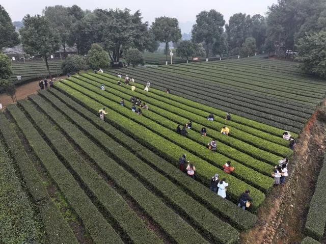 这就是乐山的“金山银山”！