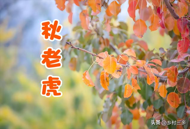 “有无秋老虎，看闰六月初一”，今日闰六月初一，今年秋天很热吗