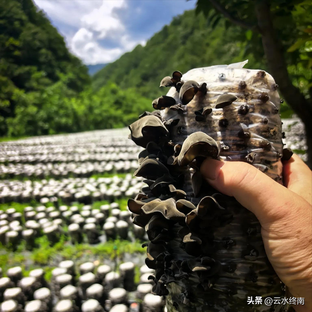 秦岭深山一条导航不出来的路，却是一条千年古道，有老屋有古树