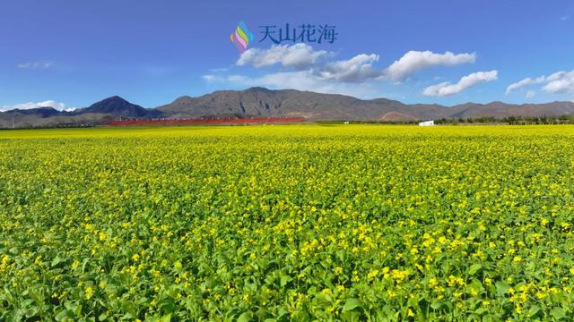 天山花海油菜花+地肤+绣球花...让你邂逅时光里的诗意秋景