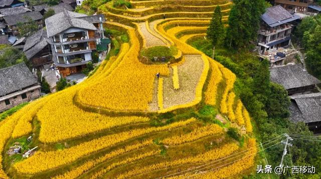 龙脊不“剪”秋,梯田收割正当时快来体验~