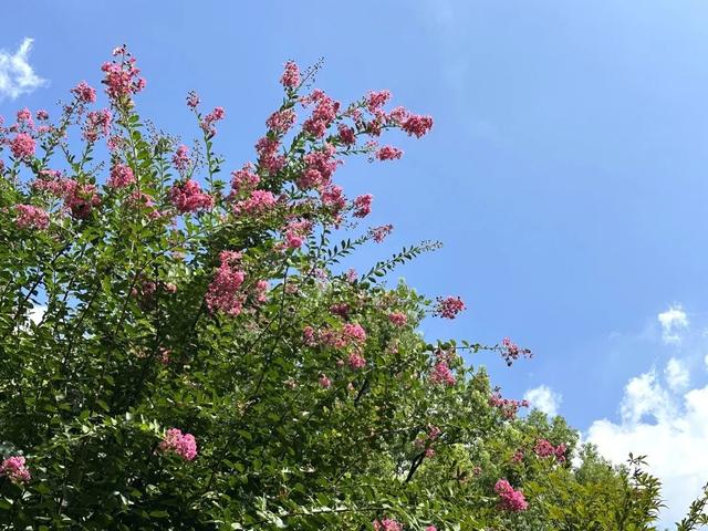 别再问去哪赏花了，徐汇这些地方已美翻！