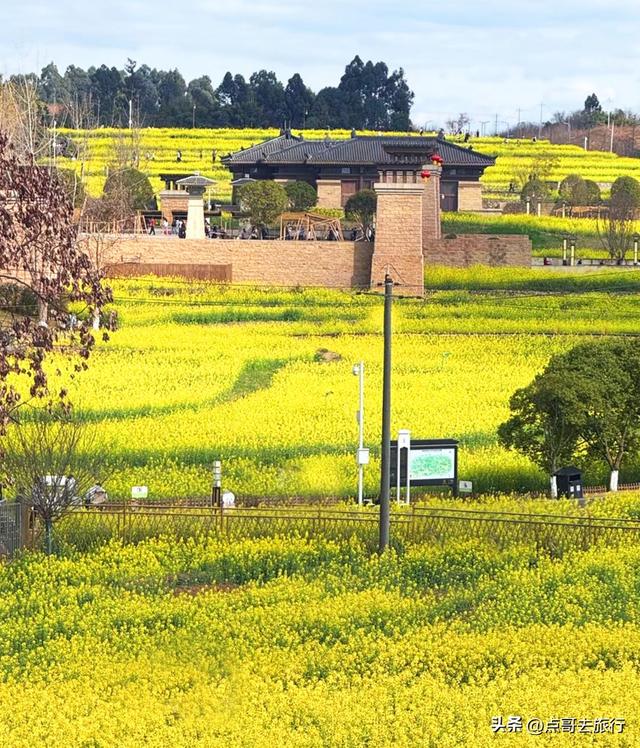 成都最美的古风油菜花田，坐在花田中免费看大飞机，公交车直达！