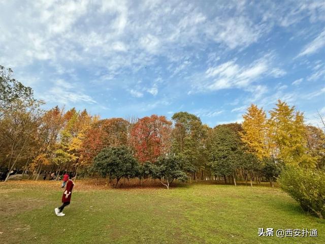 红透了！西安这片水上杉林，已进入最佳观赏期！