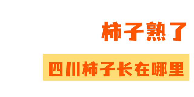 就这一口柿子，盼到冬天了！