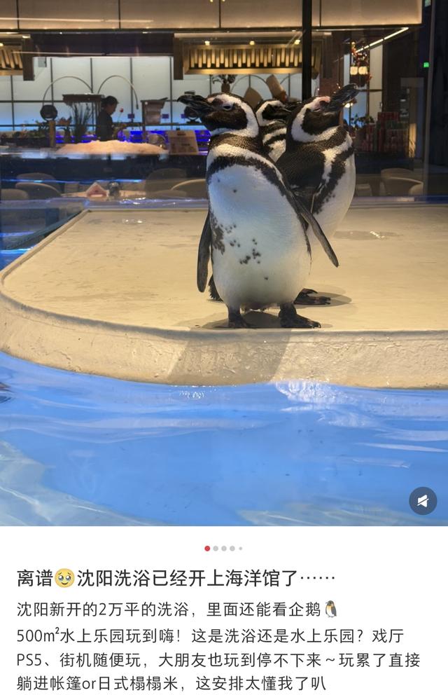 稳稳出圈稳稳的火——这次的沈阳不一样