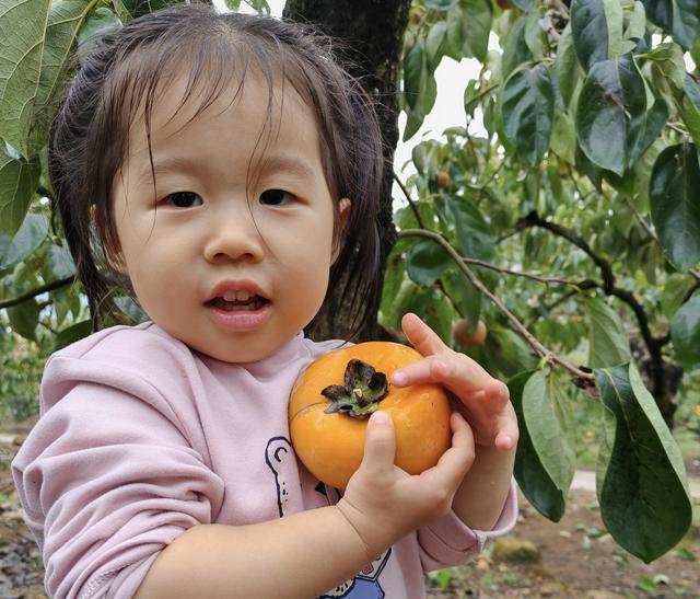 桂北秋色行之柿红