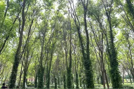 石津灌渠文化公园：初夏“绿野仙踪”美景上线，小叶扶芳藤森林等你打卡图片