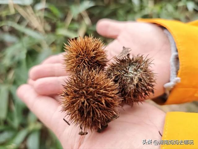 1.5h直达!藏在山野里的捡秋秘境,瀑布+挖宝双buff拉满!