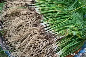 韭菜种植的最佳时机，老根移栽技巧大揭秘，让你的菜园生机勃勃图片