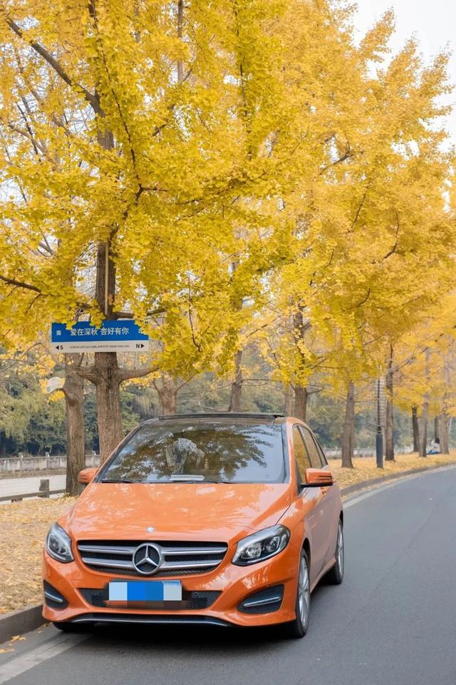 地铁直达！免费！成都20个绝美赏秋地，银杏水杉梧桐红枫限时上演！就在家门口！