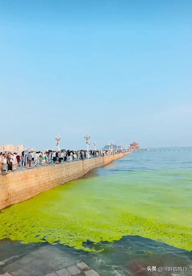 青岛大海，开始飘了浒苔