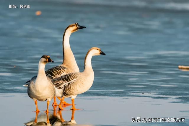 【黄河口生态旅游区】黄河口最美观鸟季已上线，赏鸟正当时！快来邂逅候鸟之约吧！