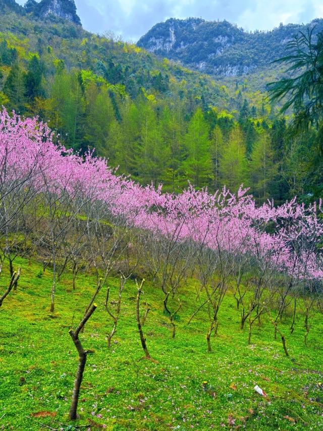 湖北大变局！利川突然爆红，湖北西南部市县集体看懵～