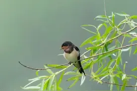 燕子筑巢选址有“讲究”！它靠啥判断你家适不适合？看完直呼聪明图片