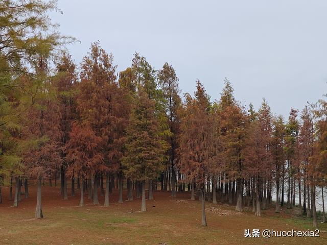 佛山真好逛——火红的小布村