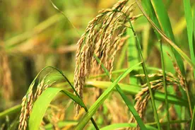 成都金堂：我县获评2023年度四川省乡村振兴成效显著县图片