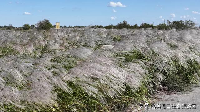 【情满双节游东营】月圆黄河口 情满中秋节