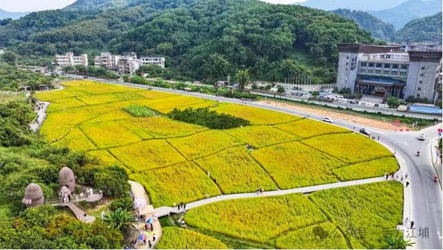 秋日必去！从化江埔5大稻田打卡攻略，邂逅金色浪漫