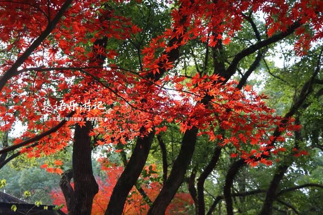 浙江绍兴这片风景真的太美了，五彩枫树犹如天然油画，拍照太出片