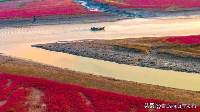 实拍大片！西海岸这片红海滩太红红红红了