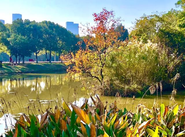 美篇：枫 叶 红 了