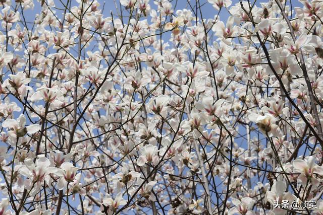 娇艳欲滴清新怡人，上海市花白玉兰竞相绽放美不胜收