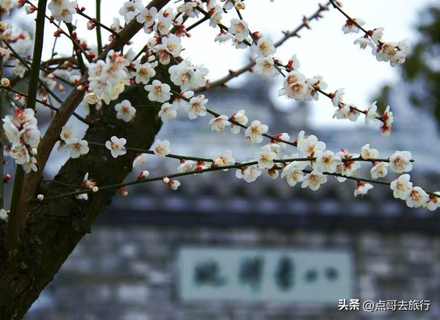 成都赏梅花的寺庙，你该去哪个？青砖红墙，一派梅花盛景，免费！