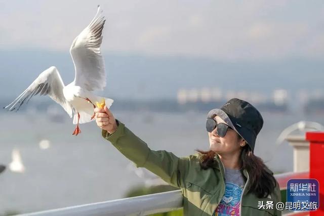 一半鸥气,一半锅气!立冬赴昆暗号:追完红嘴鸥就来顿火锅!下班就去~