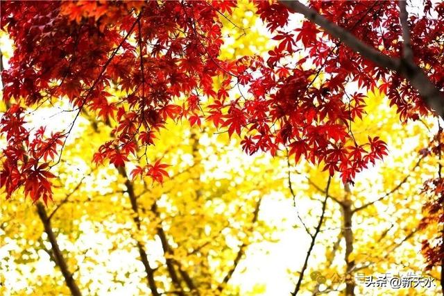 天水弘文园秋景美翻了，快去打卡！