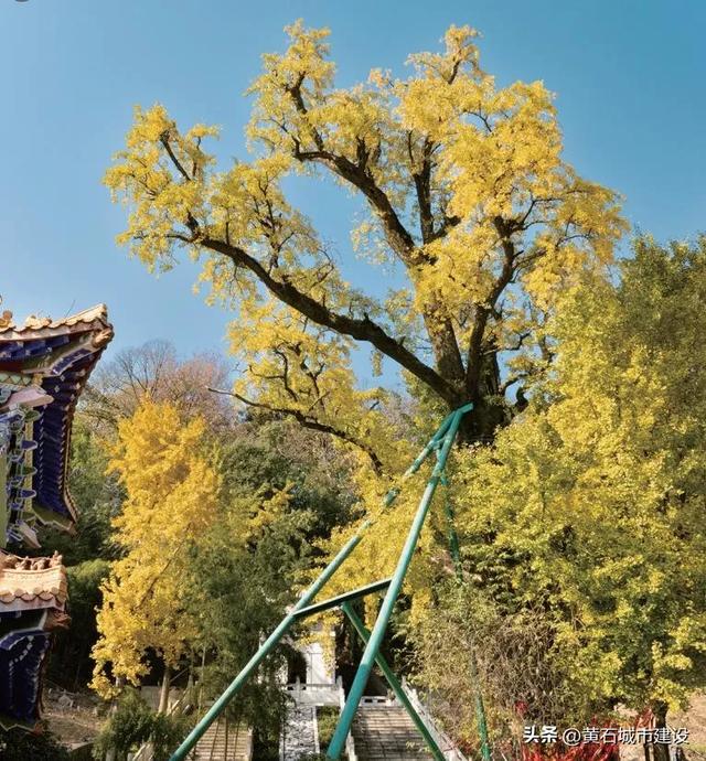 最大1600岁!黄石这几棵银杏王 你都打卡了吗?