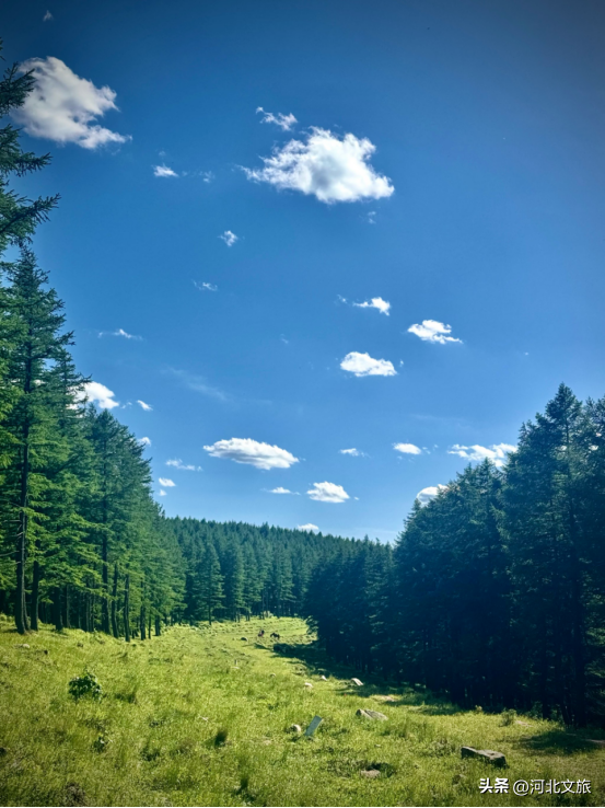 快来翠云山森林风景区领略多样风光