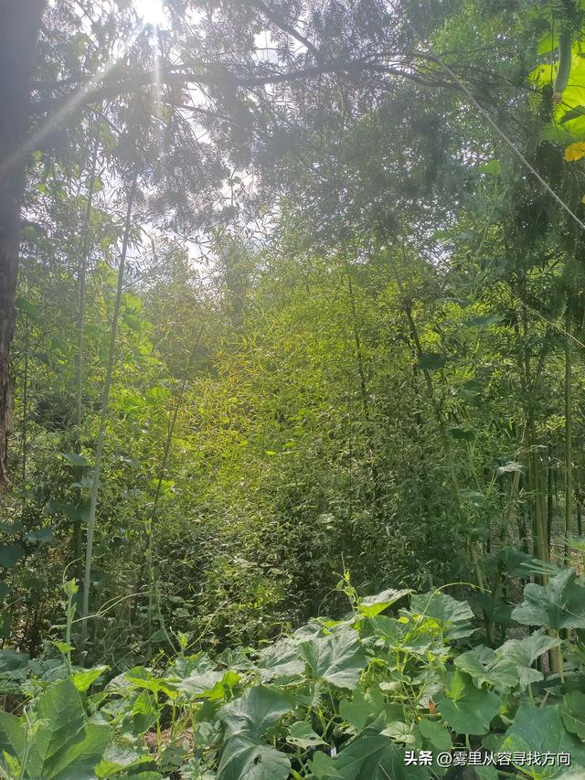 雾中寻路 亦是寻心