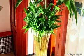 家种6种竹，福气自然来，除了文竹，还有这些“竹子”也好看图片