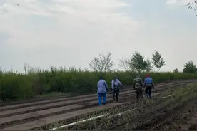 生态建设｜首次柠条种植 筑牢北疆绿色屏障图片