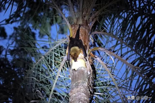 “尼帕病毒”来势汹汹，建议：每家备好5样东西，关键时刻能救命