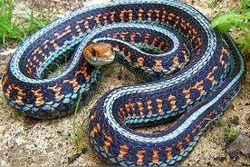 盘点世界上最漂亮的10种蛇：第一名来自中国，不愧是蛇中花魁图片