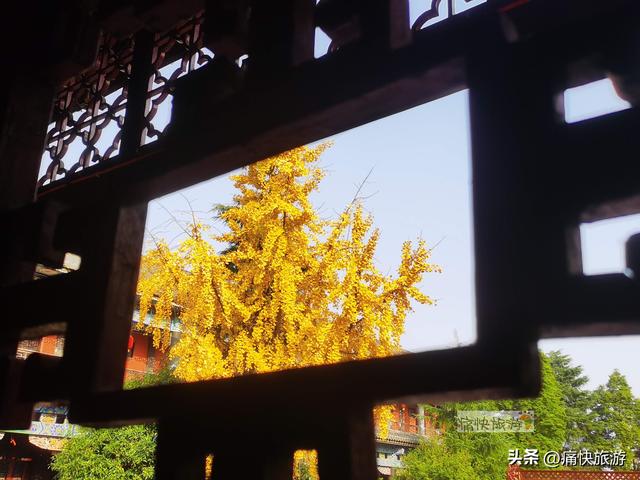 银杏黄了，自贡天池寺秋意登场！