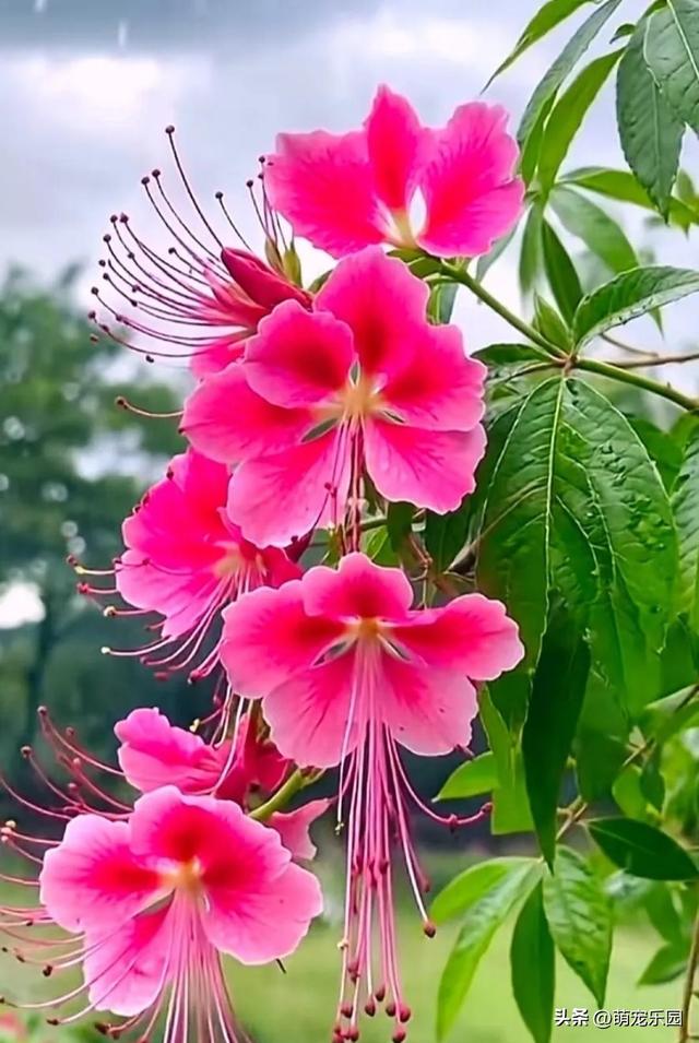 春日暖阳轻抚大地，柔弱生命散发芬芳，金辉洒落织就自然杰作