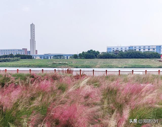 佛山三水芦苞花海生态公园