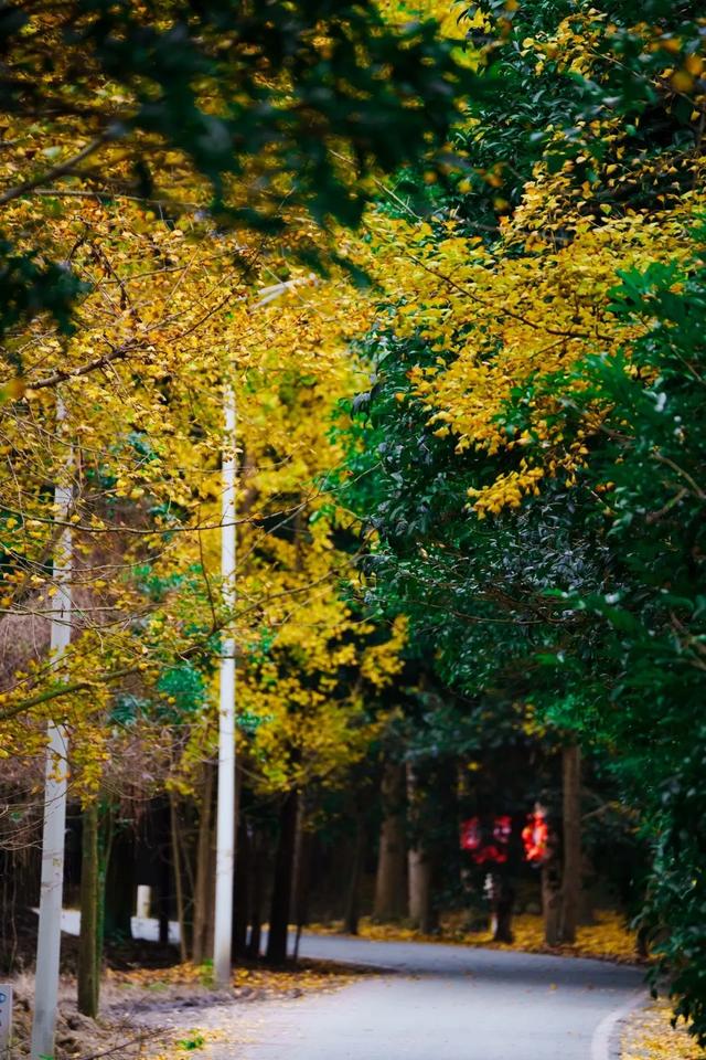 邂逅金黄,郫都初冬的银杏图鉴