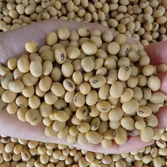 美国太背了，北京谈判空手而归，盟友也背刺自己，把大豆卖给中国